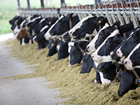 Calcium Carbonate in agriculture