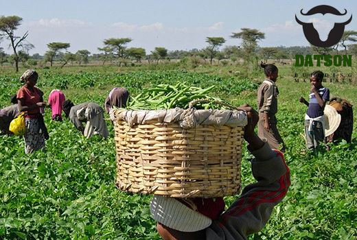 bentonite for soil water retention